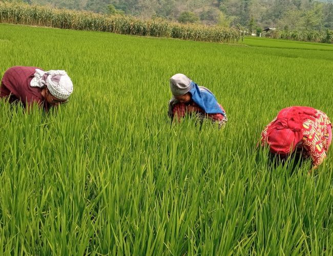 पाल्पामा चैतेधान खेती गर्न छाड्दै किसान