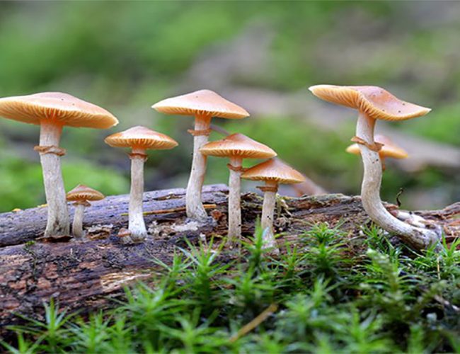 जंगली च्याउ खादा विरामी