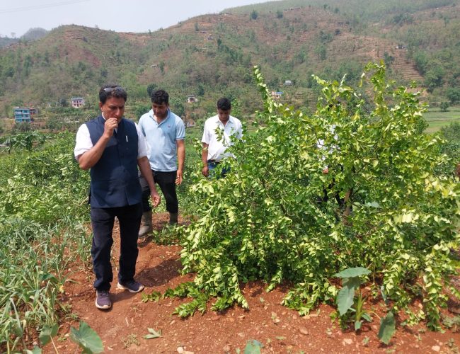 हावाहुरीले कागती खेती नष्ट