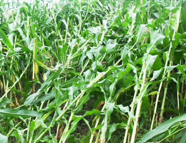 लगातारको हावाहुरीका कारण निरास छन् महोत्तरीका किसान