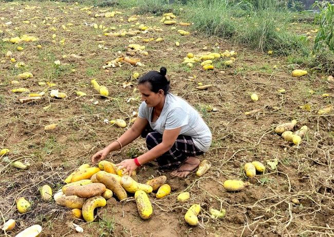 असिनाबाट २ करोडको काँक्रोको बीउ नष्ट