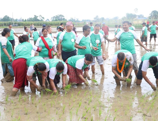 भरतपुरमा मनाइयो धान दिवस एवम् रोपाइँ महोत्सव