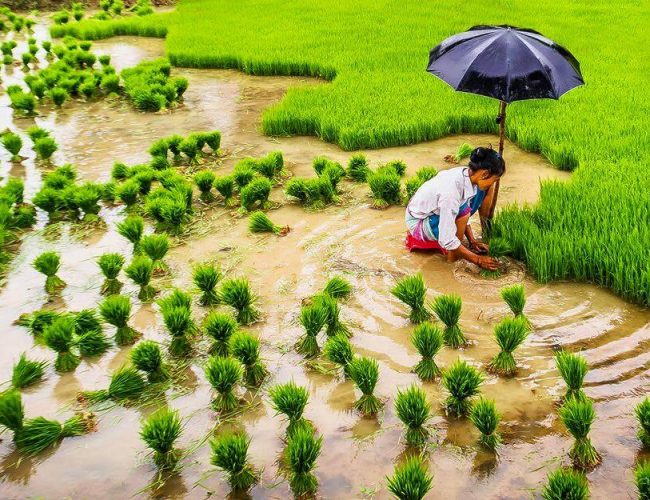 आज असार १५ः धान दिवस र दही चिउराको सांस्कृतिक पर्व मनाइँदै