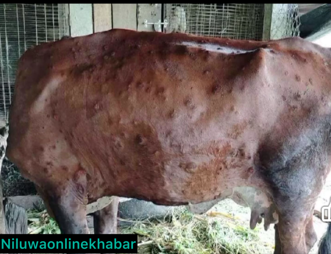 सुनसरीमा लम्पी स्किनको सङ्क्रमण तीव्र, ५३ पशुको मृत्यु