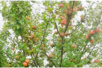 ताराखोलामा इटालियन स्याउको सफल खेती, किसानमा उत्साह