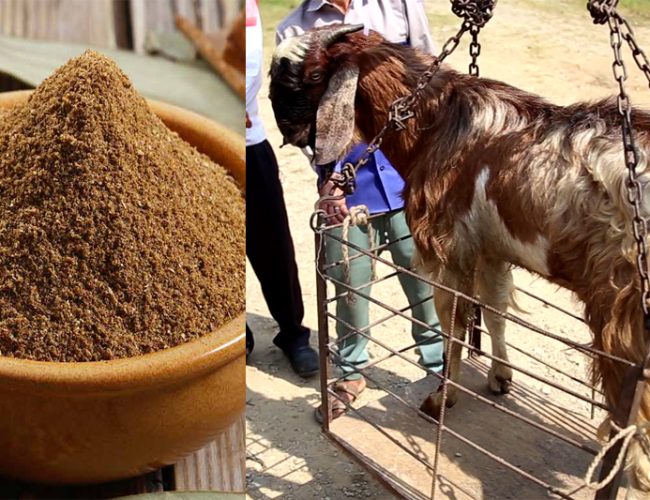 ओखलढुङ्गाको सुनकोशी गाउँपालिकामा खसीभन्दा महँगो मसला प्रयोग गरिएको खुलासा