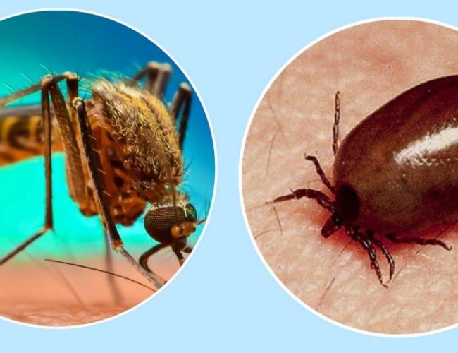 बागलुङमा डेङ्गुभन्दा आठ गुणा बढी स्क्रब टाइफसका बिरामी