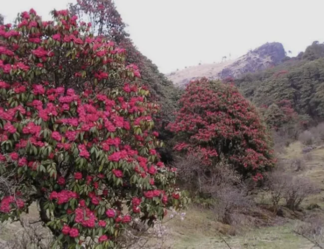 गलकोटमा लालिगुराँस उत्सव चैत ३० देखि, तयारीका लागि उपसमिति गठन